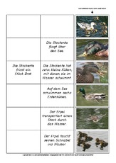 Flip-Flap-Zuordnung-Stockente-lesen 5.pdf